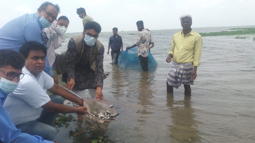 নাসিরনগর হুরল বিলে মাছের পোনা অবমুক্ত