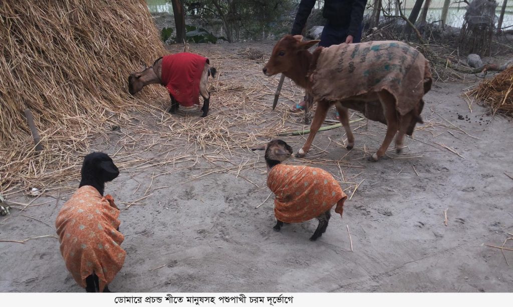 ডোমারে প্রচণ্ড শীতে মানুষসহ পশুপাখি চরম দুর্ভোগে