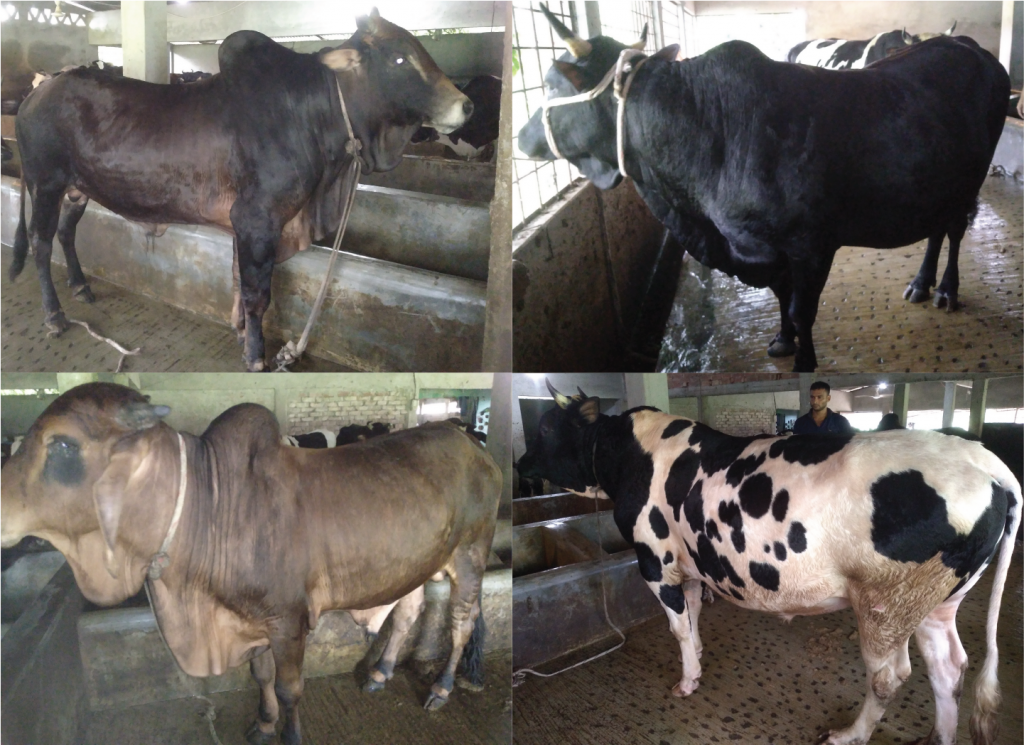 পঞ্চগড়ে মনি-মুক্তা খামার হতে কোরবানির পশু বিক্রি 