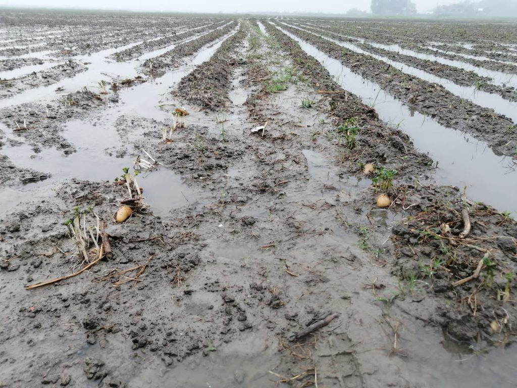 হোমনায় জাওয়াদের প্রভাবে ফসলের ব্যাপক ক্ষতি