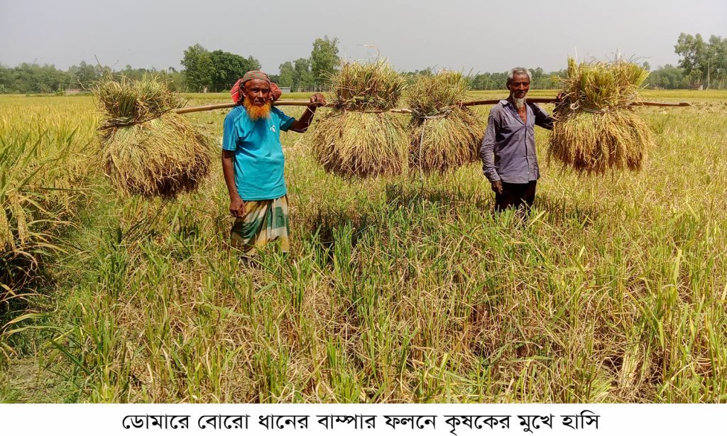 ডোমারে বোরো ধানের বাম্পার ফলনে কৃষকের মুখে হাসি