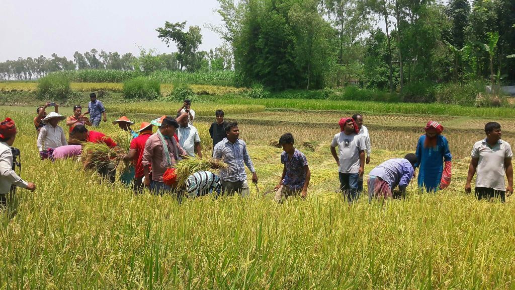 রানীশংকৈলে কৃষকের ধান কেটে দিলেন কৃষকলীগ