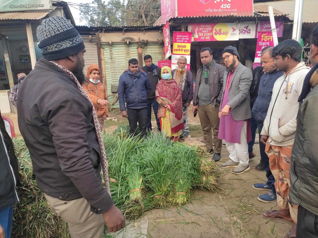 ঘোড়াঘাটে অপরিপক্ব গমের চারা কেটে হাট-বাজারে বিক্রি