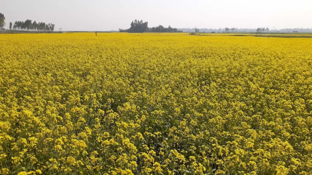 ঘোড়াঘাটে সরিষার মাঠ যেন হলুদের সমারোহ, বাম্পার ফলনের সম্ভাবনা