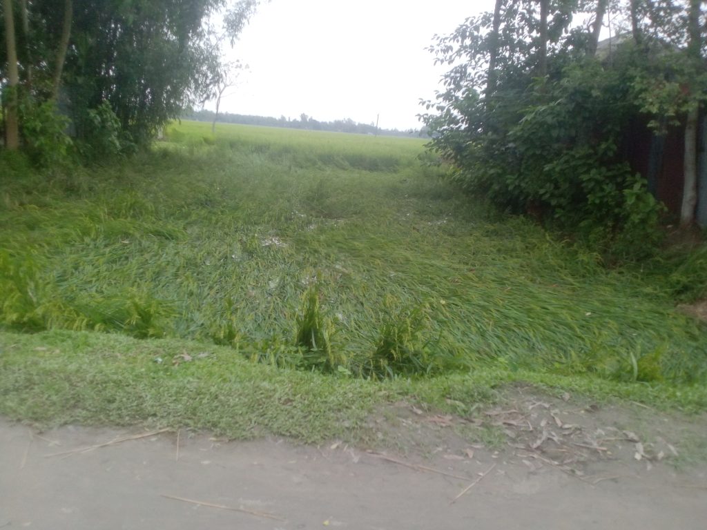 লালমনিরহাটে ঘূর্ণিঝড় দানার প্রভাবে ফসলের ব্যাপক ক্ষয়-ক্ষতি, দুশ্চিন্তায় কৃষকরা