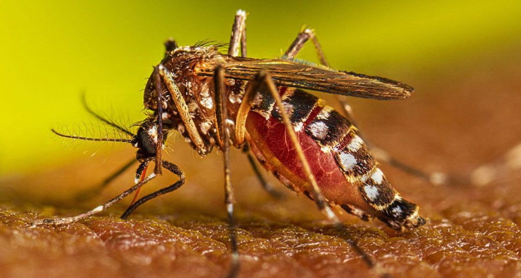 গত ২৪ ঘণ্টায় ডেঙ্গুতে আরও ৫ জনের মৃত্যু, হাসপাতালে ভর্তি ২৭৪