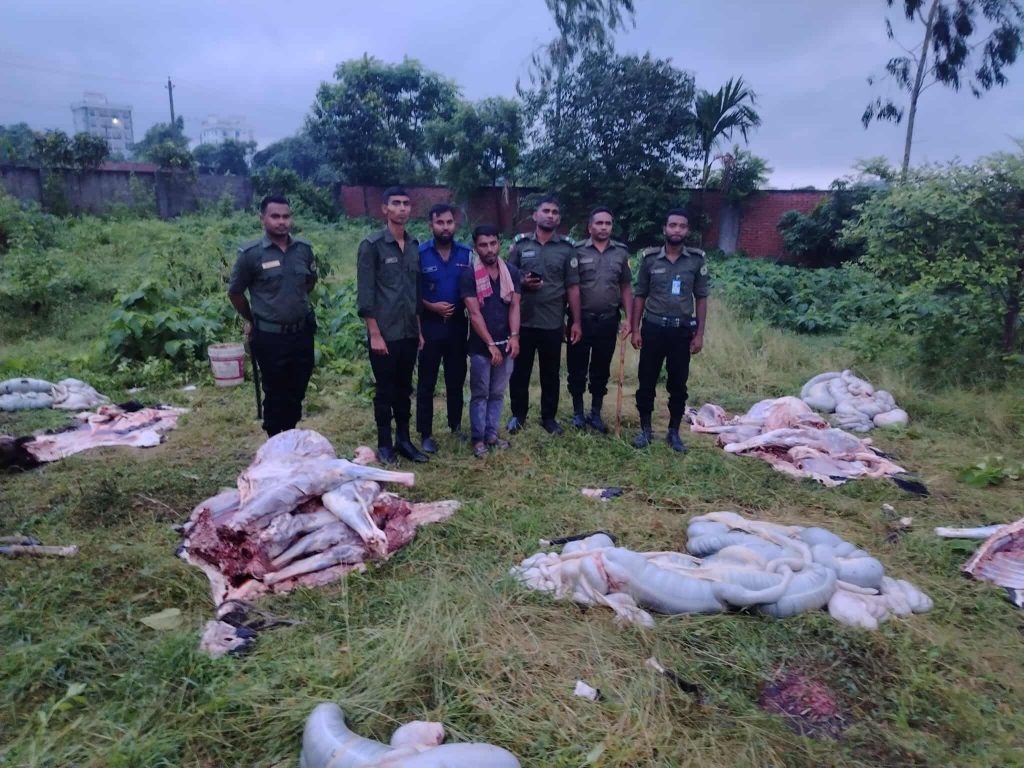 রূপগঞ্জের পূর্বাচলে জ*বাইকৃত ৫টি ঘোড়া উদ্ধার, একজন আটক