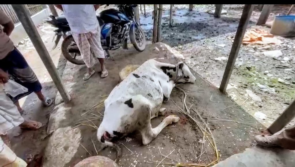 বানেশ্বর হাটে অসুস্থ গরুর জ*বাই করার চেষ্টা, মালিককে অর্থদণ্ড