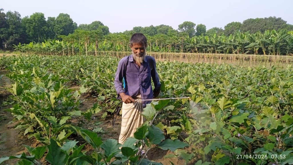 কীটনাশকের বিষে ঝুঁকিতে পুঠিয়ার কৃষক, সচেতনতার অভাবে বাড়ছে বিপদ