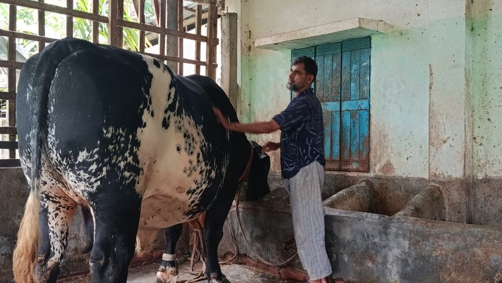 পঞ্চগড়ে ৪০ মণের ‘যুবরাজ’কে দেখতে স্থানীয়দের ভিড়